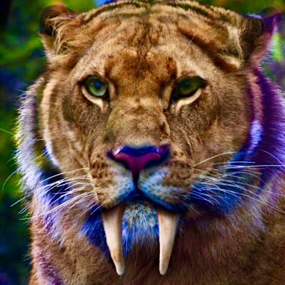 Saber Tooth Crystal Earrings - Fashion Show Find Beautiful Woman Collection - Picture 3 of 16